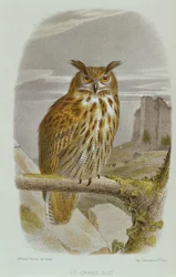 Hibou grand-duc (Bubo Bubo)